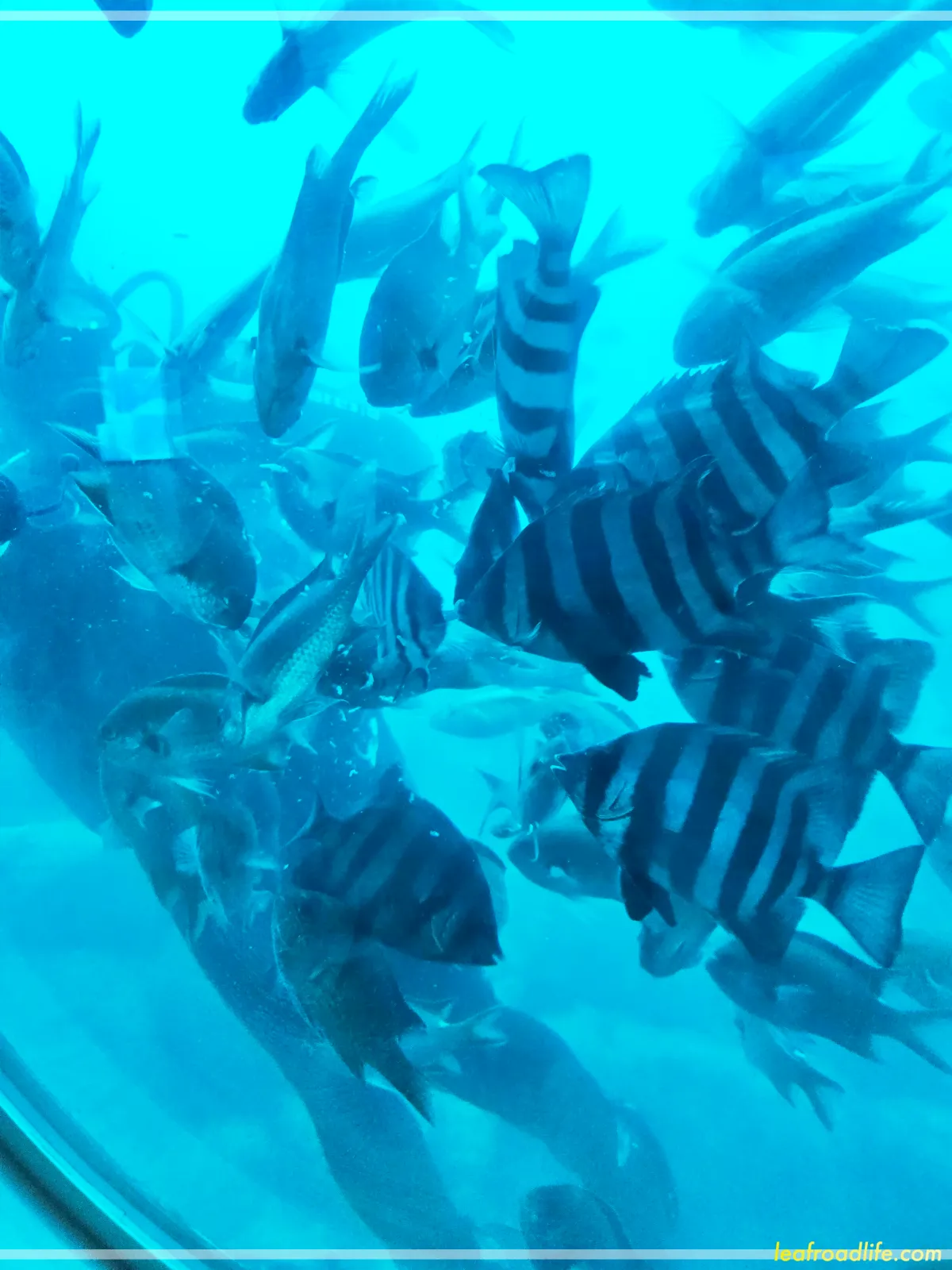 제주-우도잠수함-밖에-먹이먹는-물고기