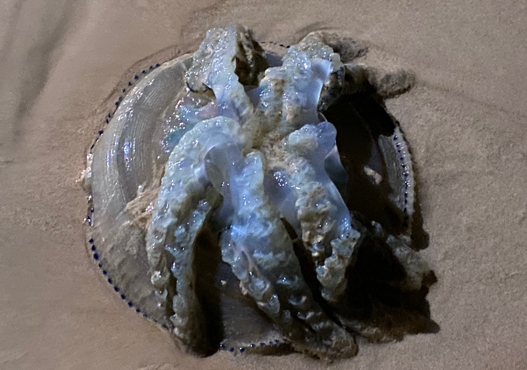 해변으로 떠밀려온 해파리