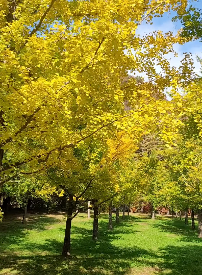 홍천은행나무숲-절정-개방시간