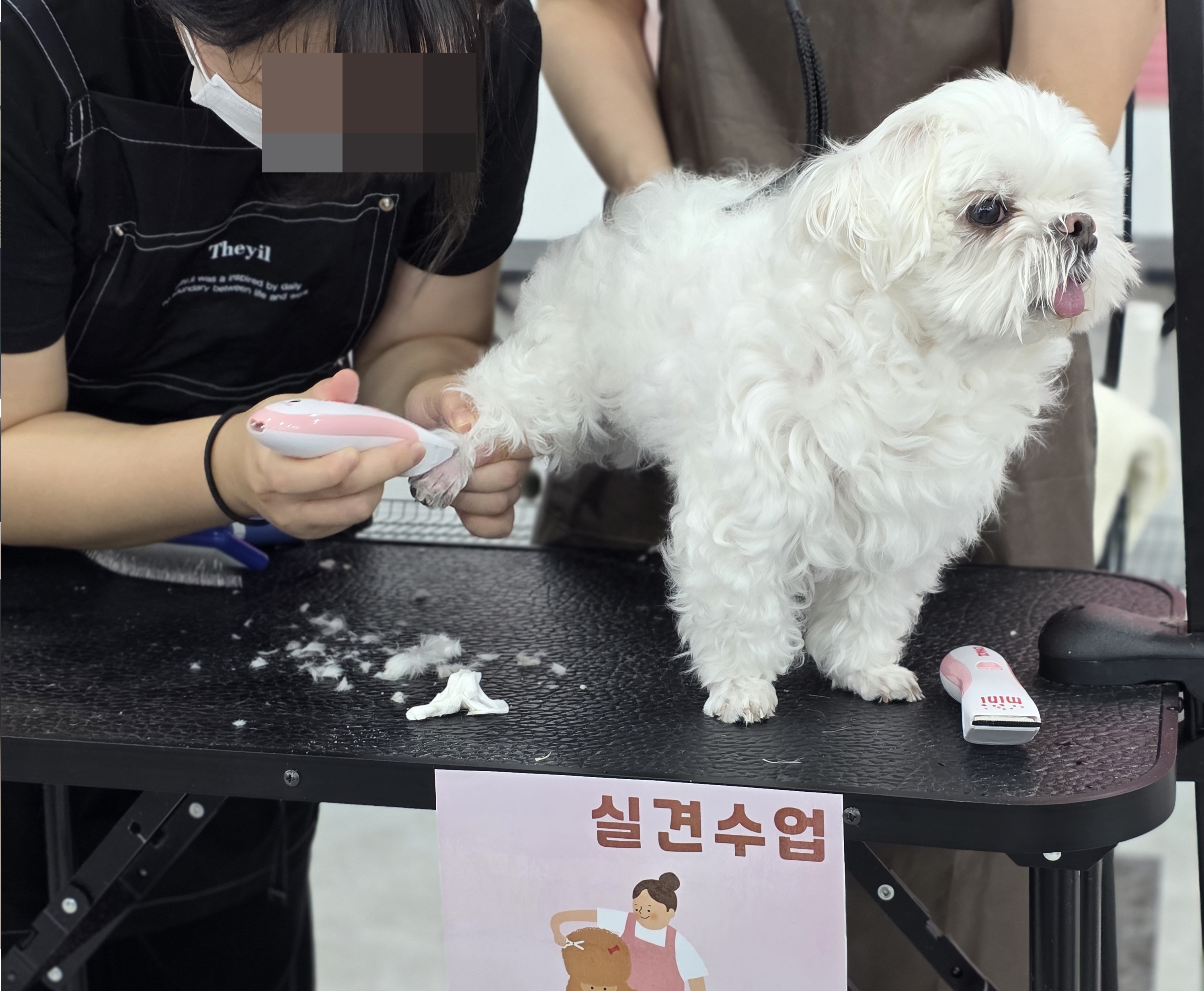 대전 유성구애견미용학원