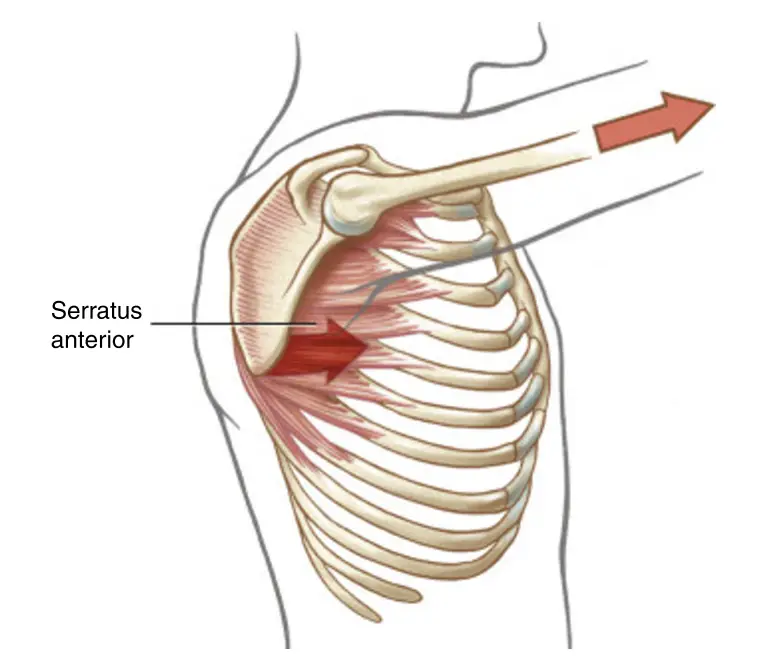 전거근(Serratus Anterior)의 해부학