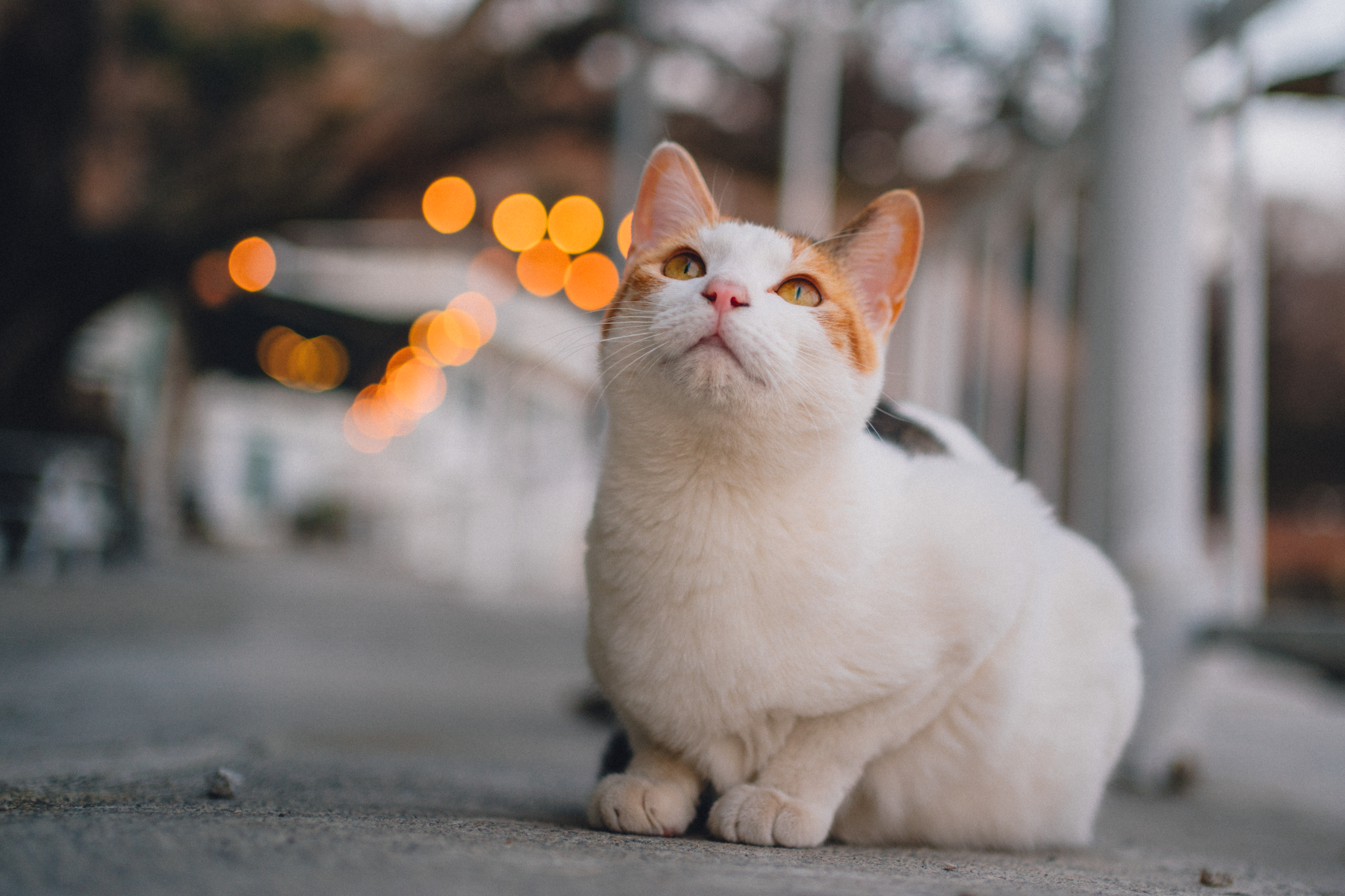 고양이 식빵 자세