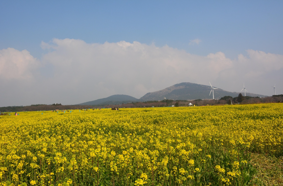제주도 유채꽃