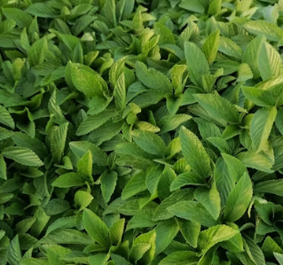 고지혈증에 좋은 음식 나쁜 음식