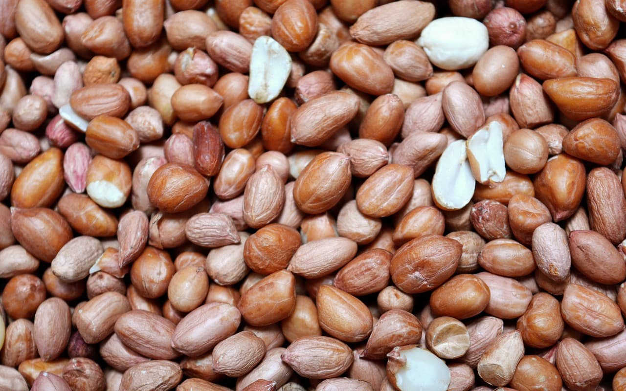 곤충 단백질 산업의 성장: 기업들이 주목하는 이유