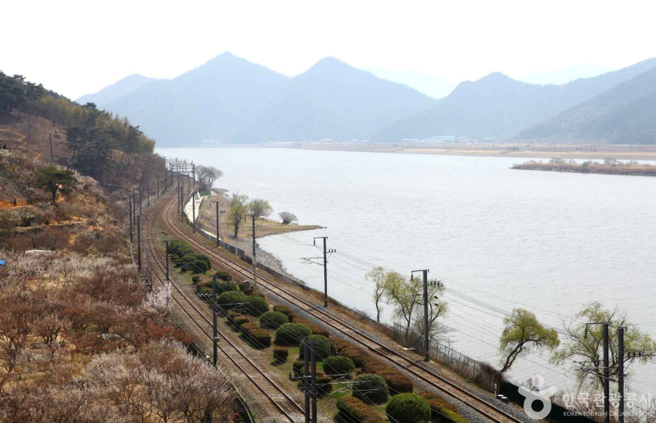 전국 매화 명소 양산 순매원 3
