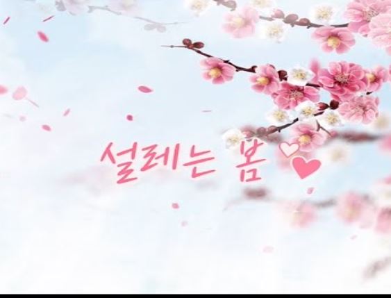 임실 벚꽃