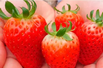 딸기 가격 및 효능 영양성분