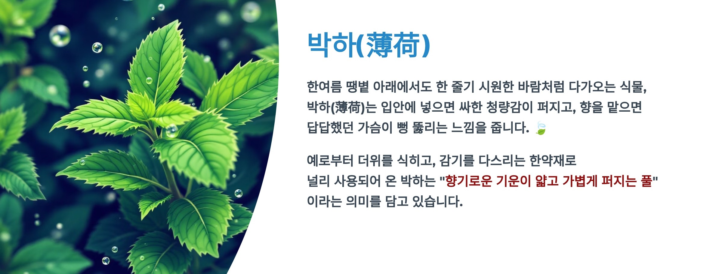 박하