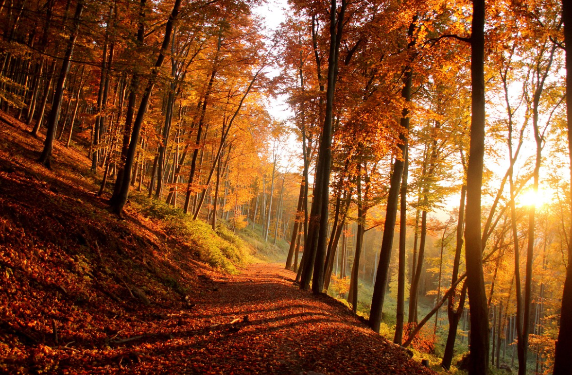 가을 단풍명소 산