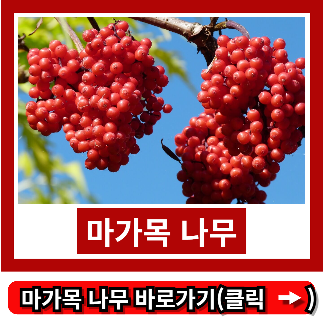 마가목 나무