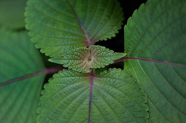 깻잎 효능 12가지와 부작용 및 하루 권장량 보관법 고르는 법
