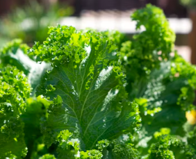 무좀에 좋은 음식 영양제 식단