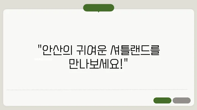안산셔틀랜드쉽독분양 브리더클럽
