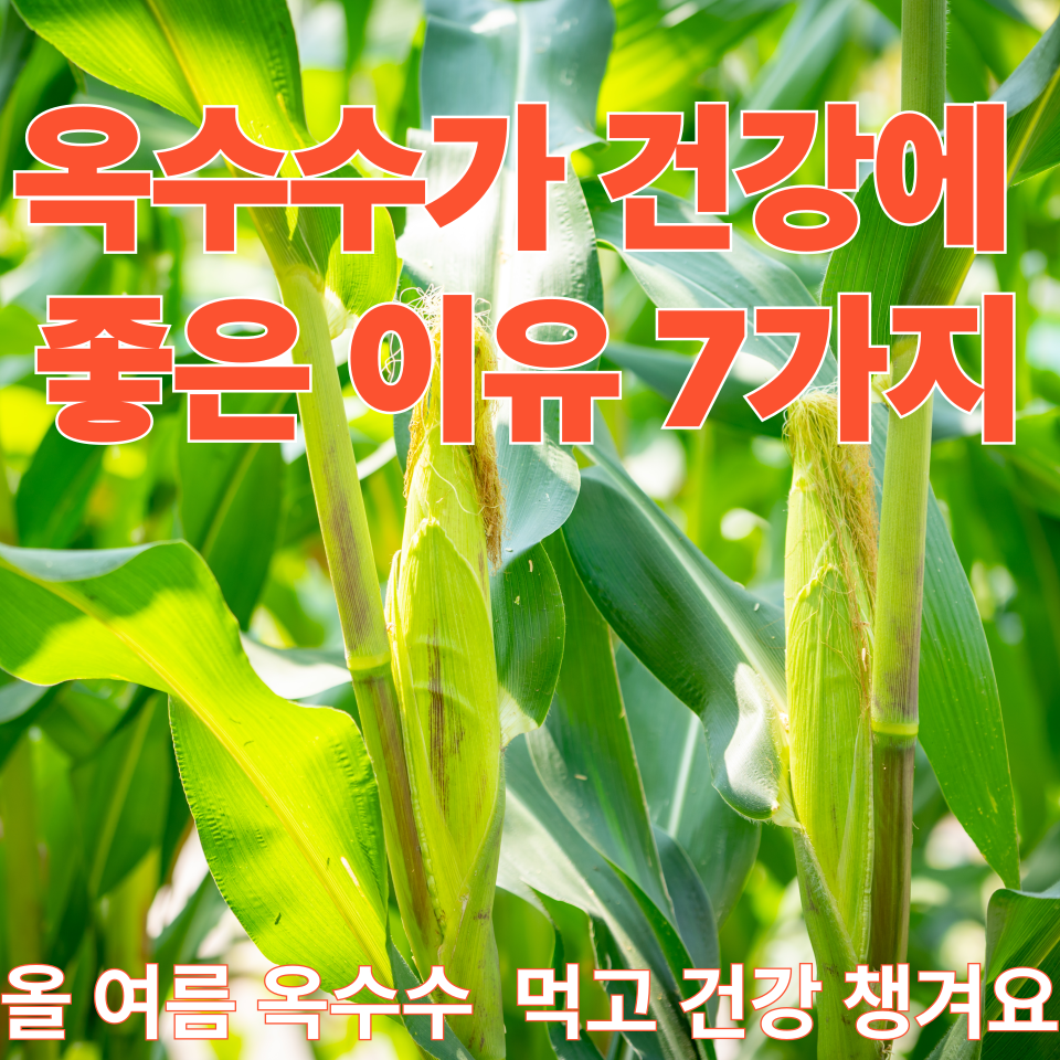 옥수수가 건강에 좋은 이유 7가지