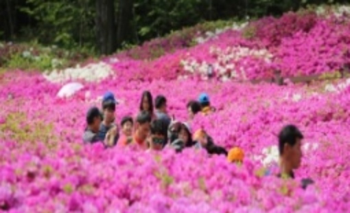 군포 철쭉축제 초대가수 및 일정 총정리