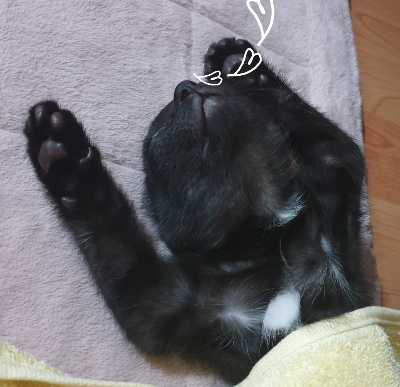 고양이 생활공간 관리 방법, 편안하고 안전한 집 환경 만들기
