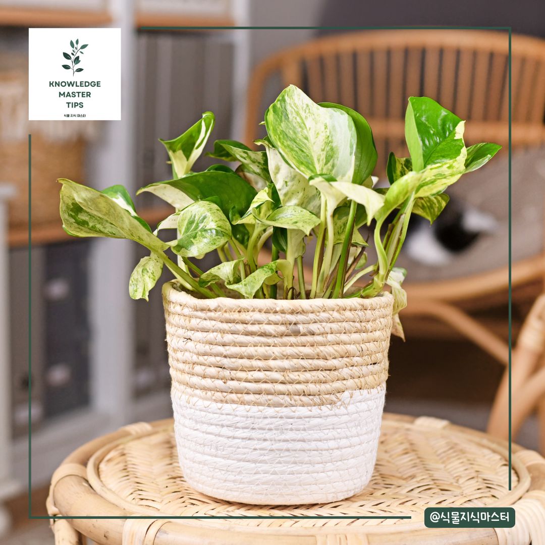 스킨답서스 키울 때 비료는 줘야하는지?