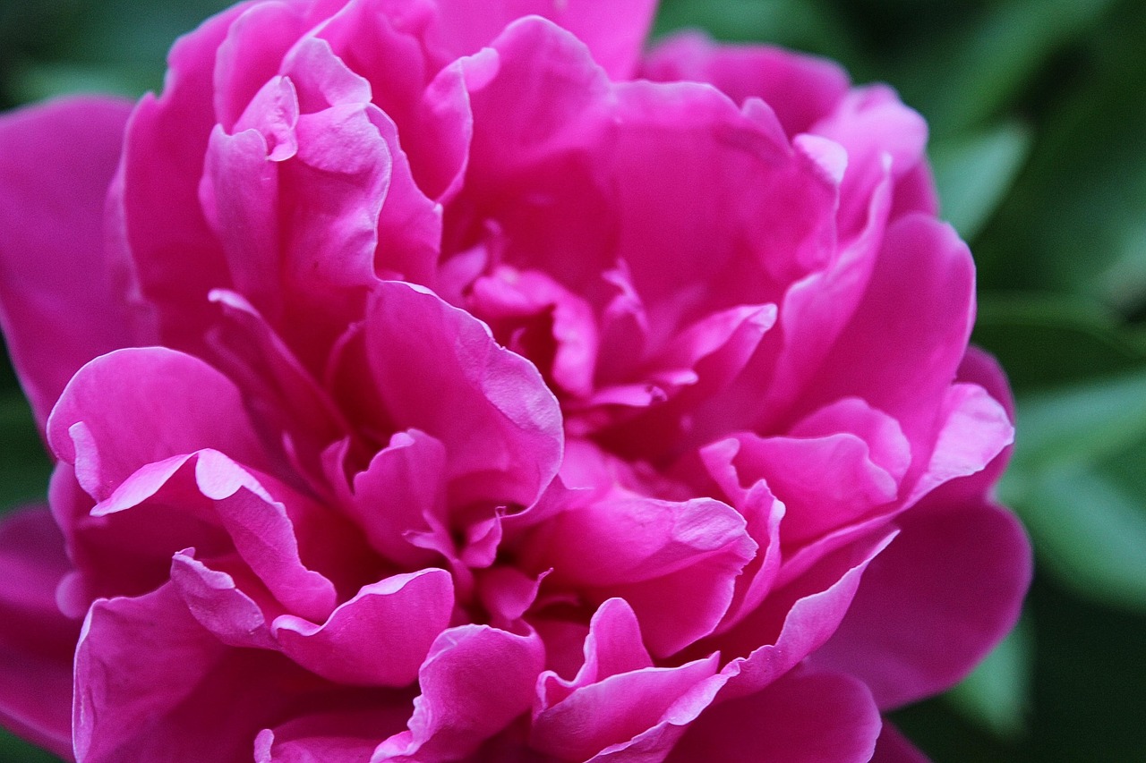 화순 동암마을 동면 작약단지