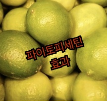 파이토-피세틴-효능
