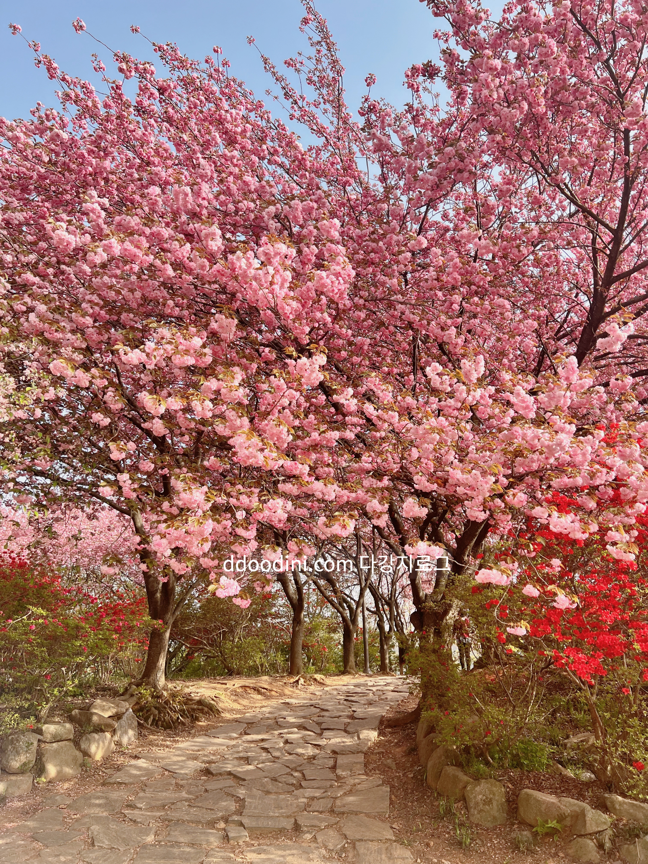 전주 완산꽃동산 겹벚꽃 현재