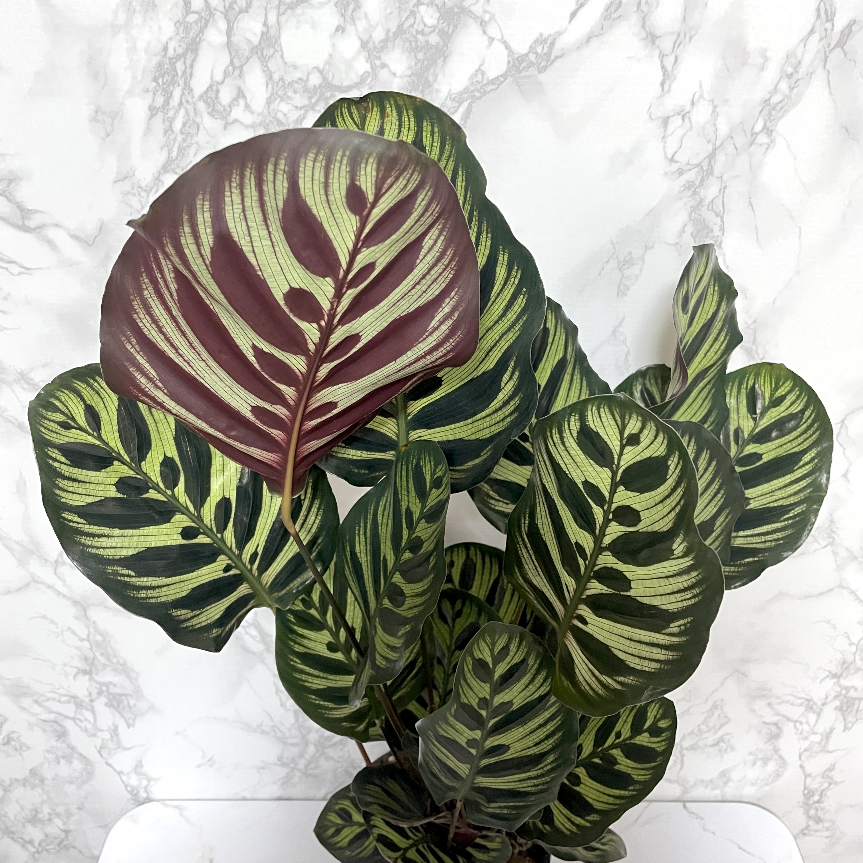 칼라데아 마코야나 키우는 방법&amp;#44; 온도&amp;#44; 물주기&amp;#44; 관리