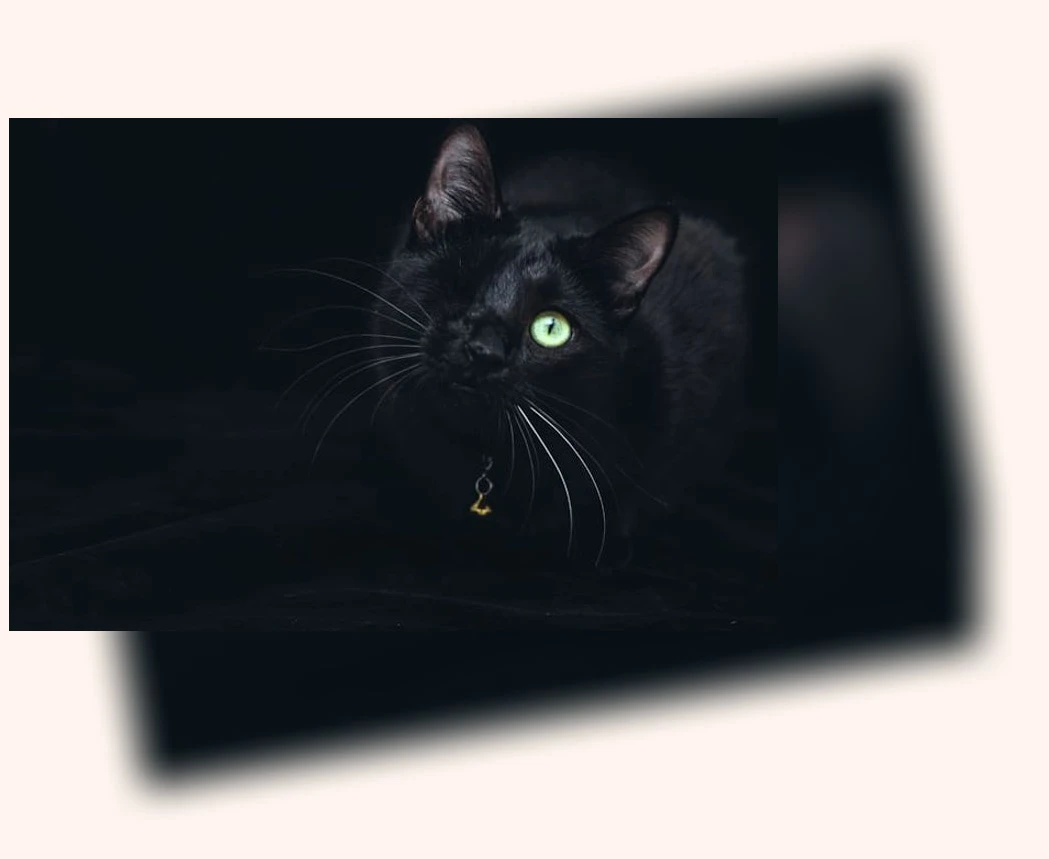 반려묘 입양_1_subsection