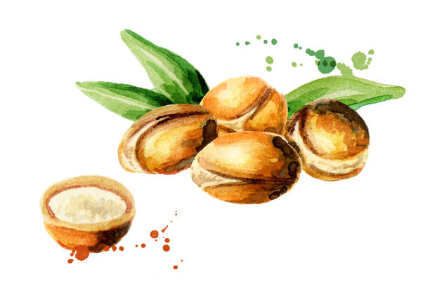 음파(소리)와 진동이 수경재배 작물 성장에 미치는 영향