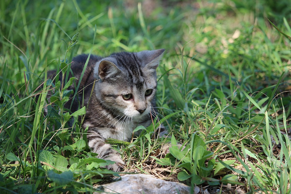 고양이 댕댕이 냥이 멍멍이 댕댕이집사 반려묘