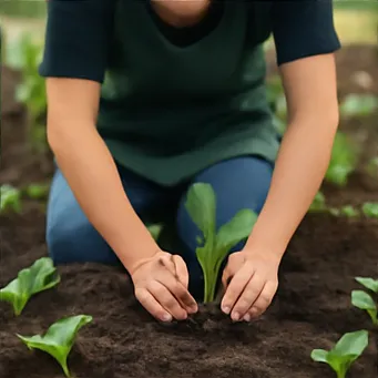 김장배추 심는시기1