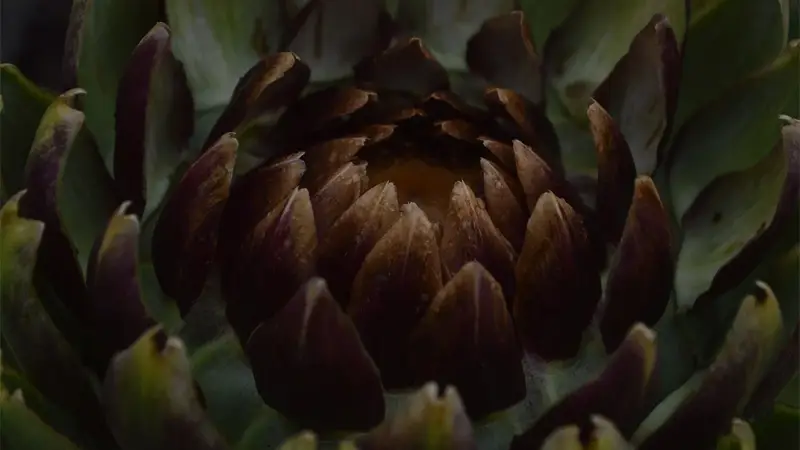 아티초크 효능과 부작용 잠재적인 이점과 주의사항