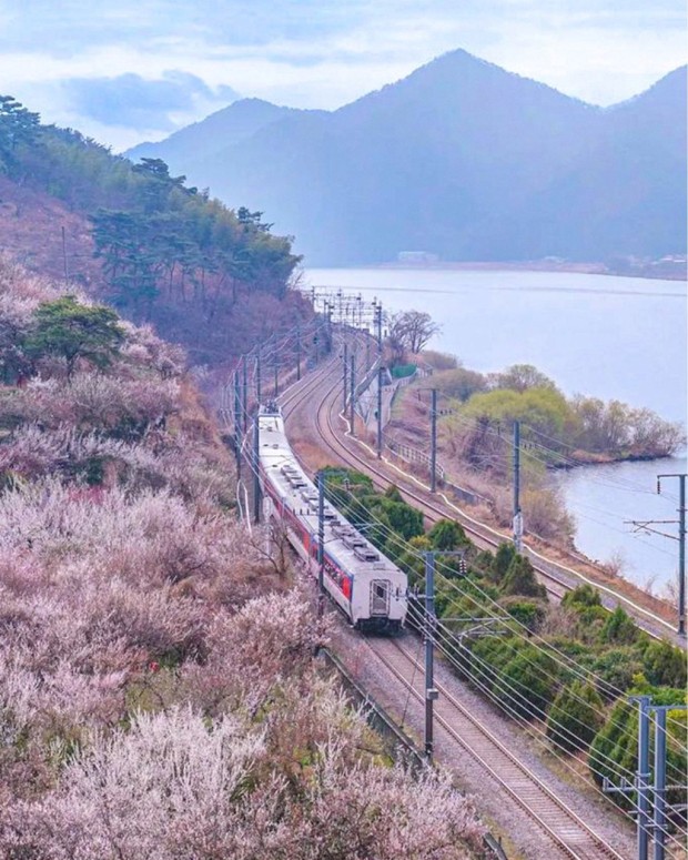 양산 원동 매화