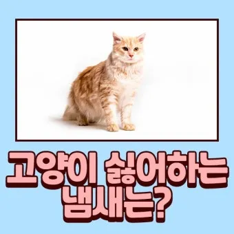 &amp;quot;고양이