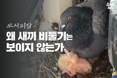 비둘기가 새끼를 품고 있는 사진