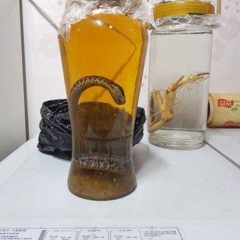 효험이-좋다는-독사로-담근-뱀술