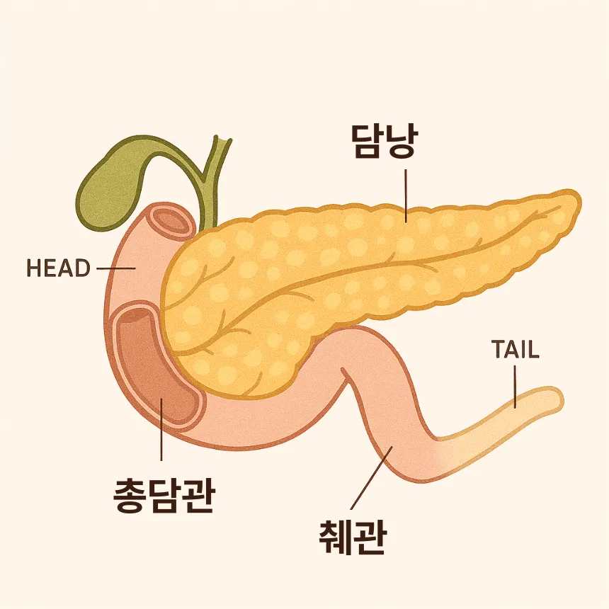 췌장암 초기증상