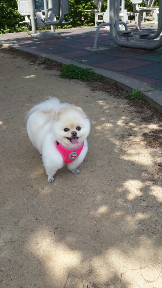 강아지 똥꼬스키의 이유 항문낭, 짜야 할까?