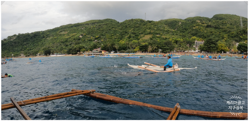 세부 오슬롭 고래상어