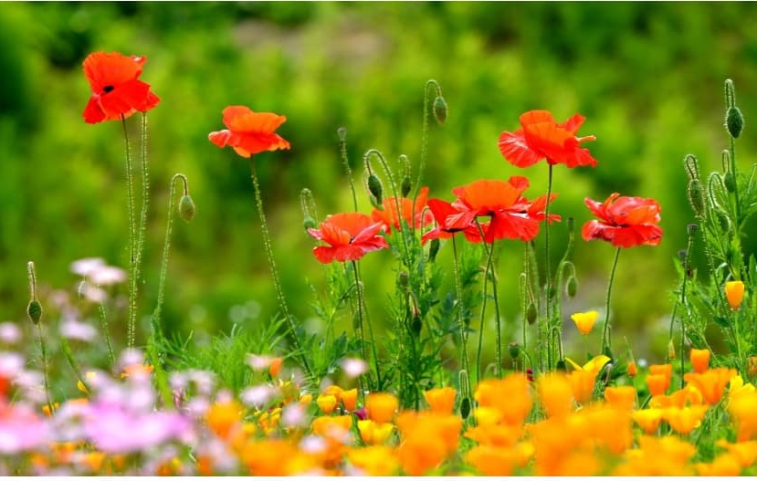 2025 원주 용수골 꽃양귀비축제 ❘기간, 일정, 체험 및 프로그램 정리