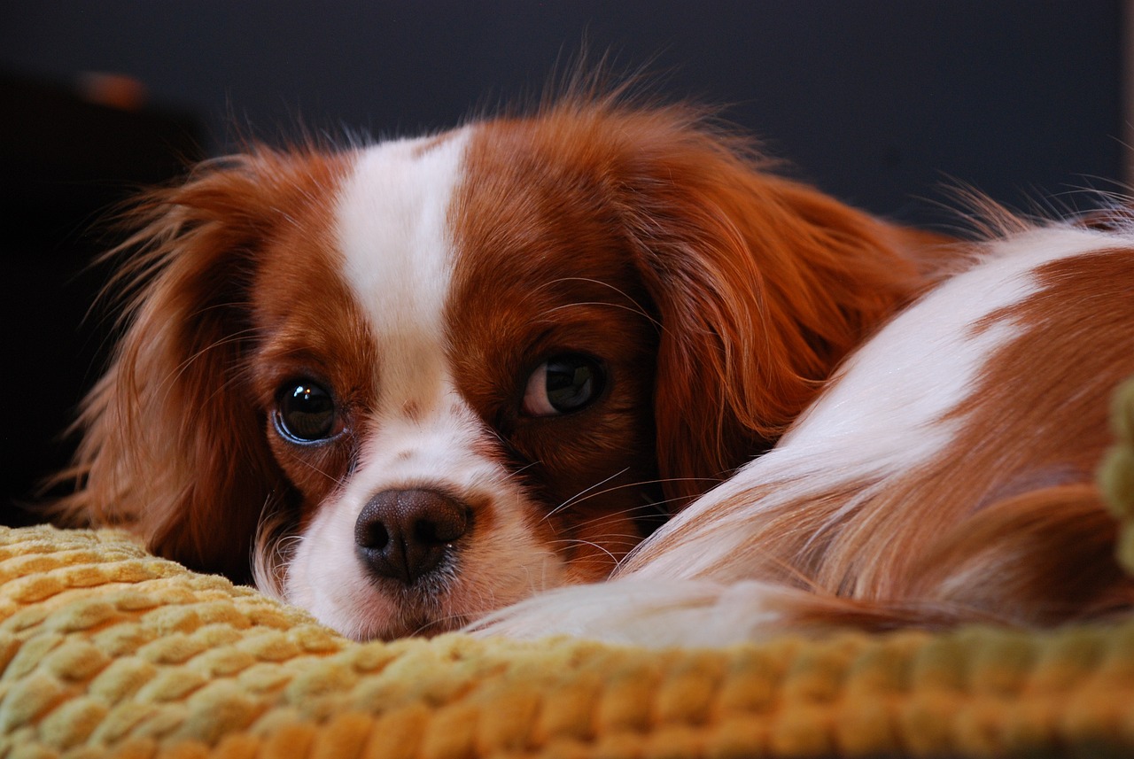 카발리에 킹 찰스 스패니얼(Cavalier King Charles Spaniel)0