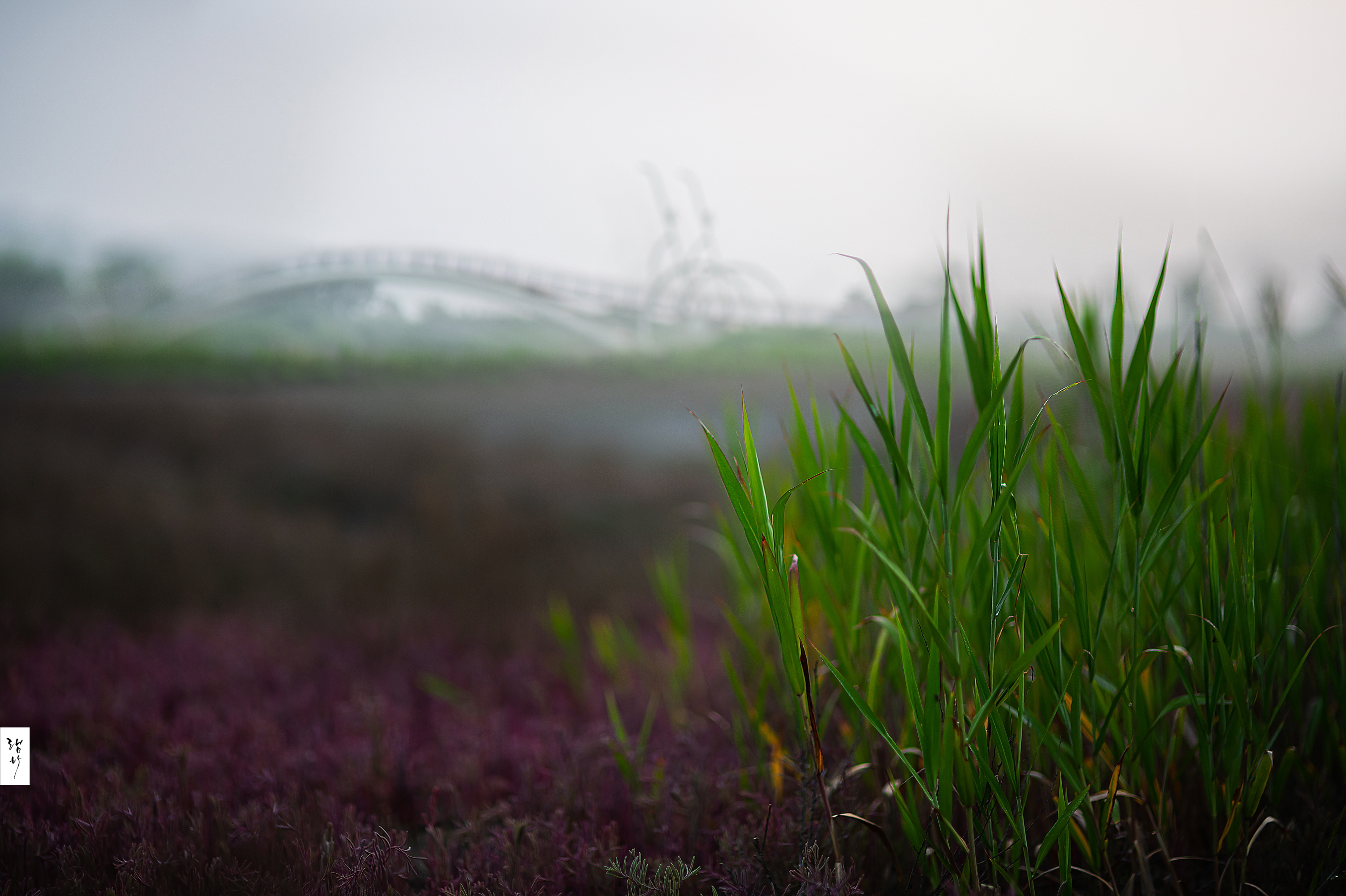 다른 분위기의 미생의다리