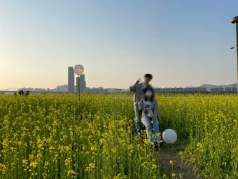 서래섬 유채꽃 축제 2025 서울 봄꽃 명소_8