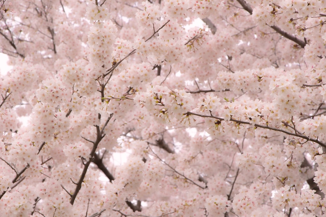 Cherry blossoms.