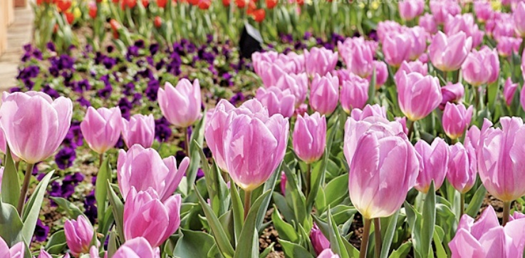 에버랜드 튤립축제