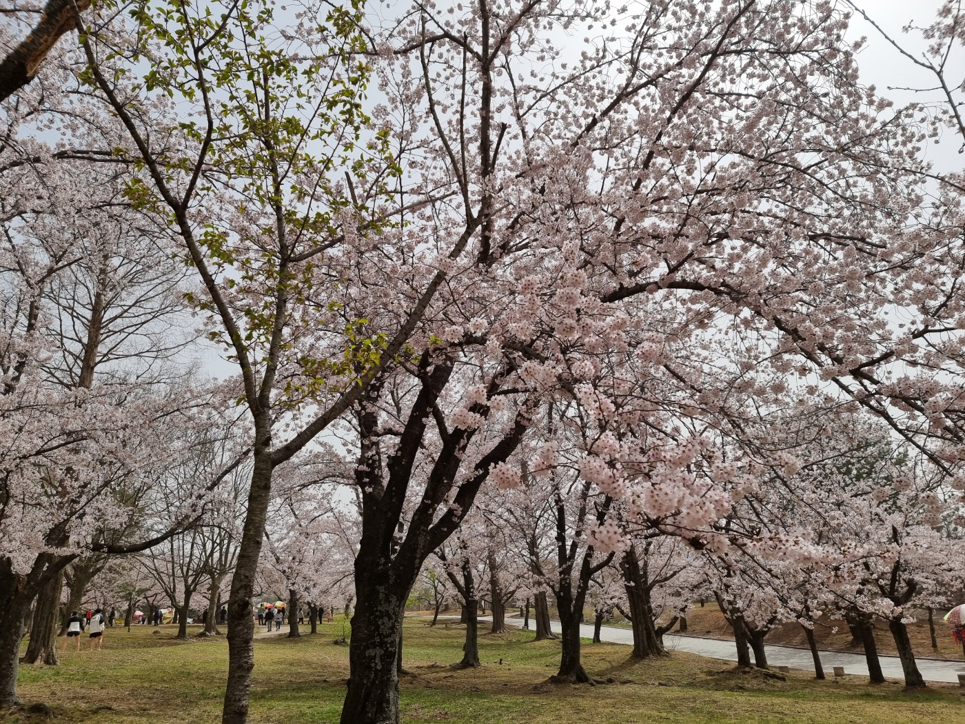 벚꽃