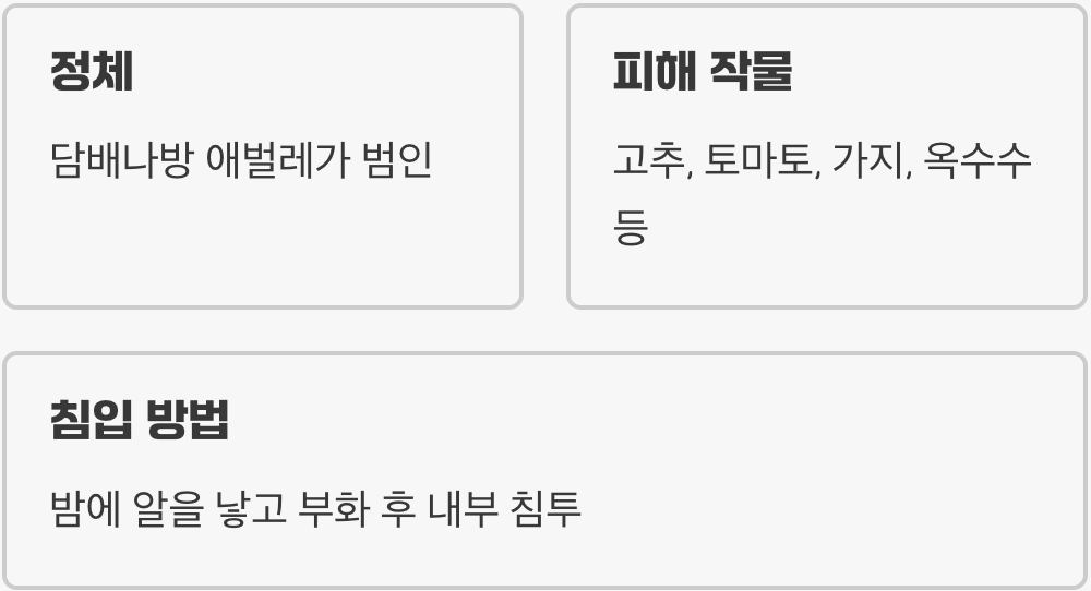 1. 고추 속의 암살자, 담배나방 유충