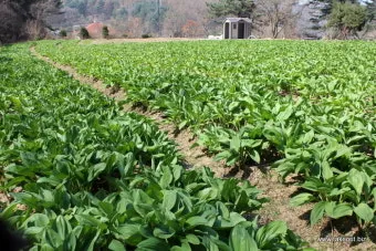 사철나물 재배 상자 텃밭 초보 가능 물 관리_33