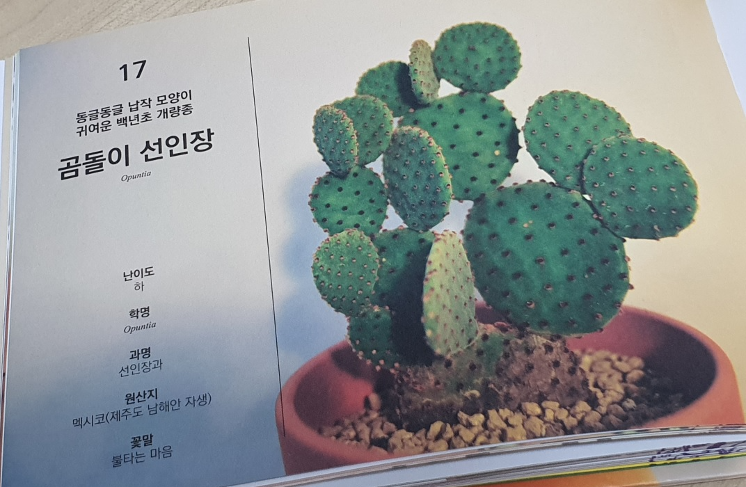 『퇴근 후, 식물』에 소개된 반려식물 '곰돌이 선인장'