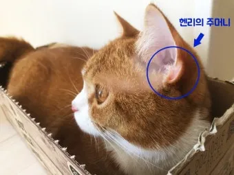 "고양이