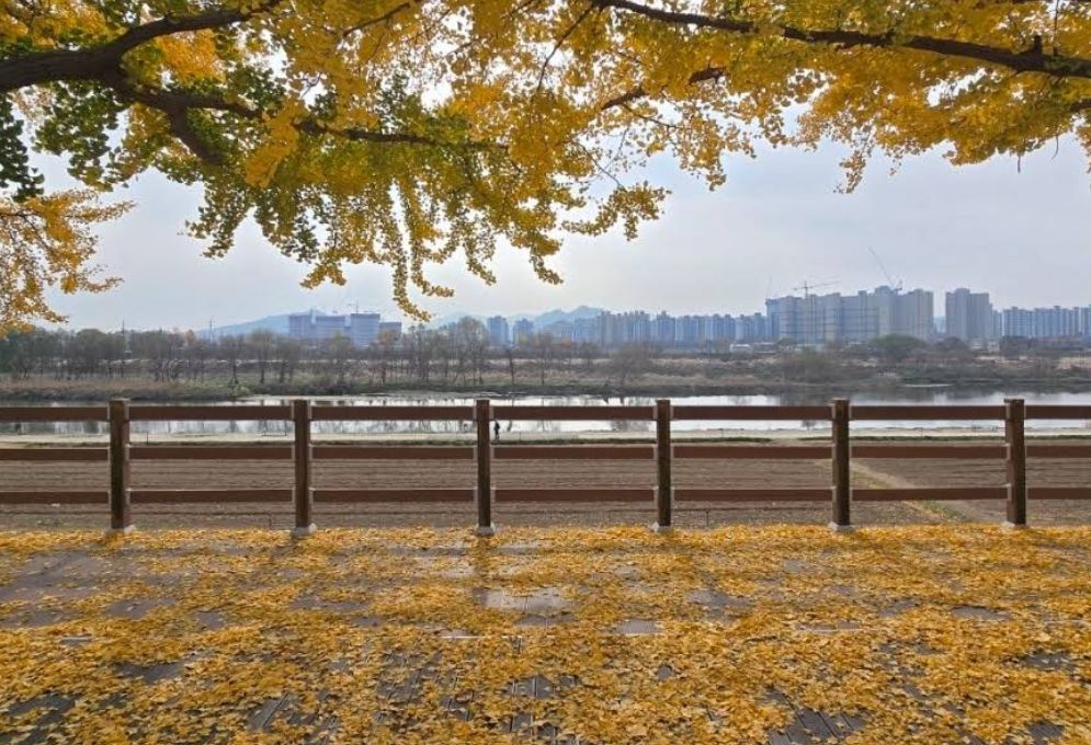 아산 곡교천 은행나무길 (송곡리)